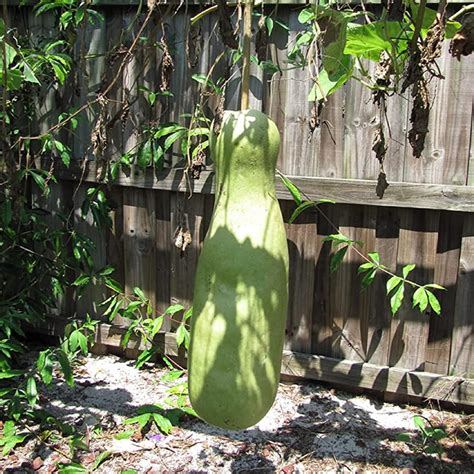 zucca gourd for sale